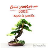 ¿Cuánto tiempo tarda en germinar una semilla de bonsái?