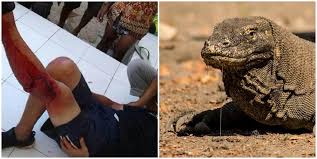 ¿Por qué es peligroso el dragón de Komodo?
