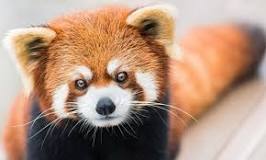 ¿Qué significa tatuarse un panda rojo?