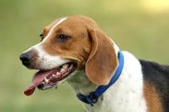¿Cuál es el perro más caro del mundo?