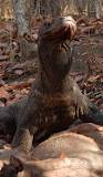 dragón de komodo
