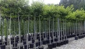 acer negundo familia