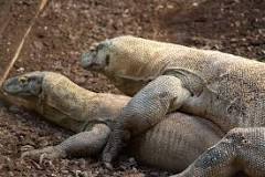 cuantos dragones de komodo hay en el mundo