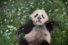 ¿Cuánto caga un oso panda?