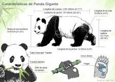 ¿Cuáles son sus características del oso panda?