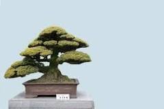 ¿Cómo se llama el arte de cultivar árboles en miniatura?