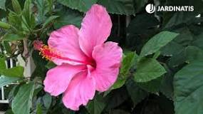 flores típicas de china