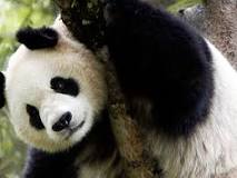 ¿Dónde nace el oso panda?