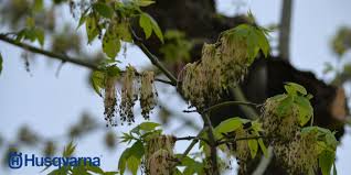 acer negundo familia