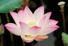 ¿Cuál es la flor nacional de la India?