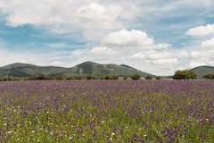 ¿Qué tipo de vegetación hay en el clima mediterráneo?