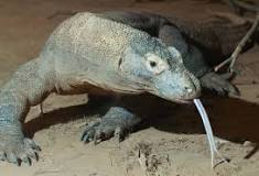 dragón de komodo veneno