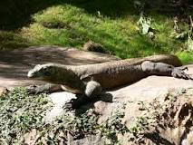 dragón animal