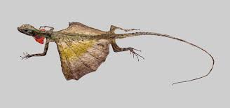 ¿Qué tipo de animal es un dragón?