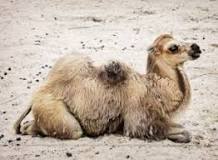 ¿Qué características tiene el desierto de Gobi?