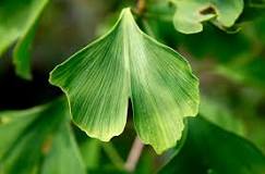 ¿Qué representa el ginkgo biloba?