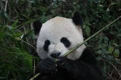 ¿Qué carne comen los pandas?