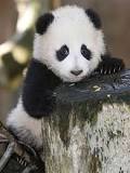 ¿Cuántos hijos tiene un oso panda?
