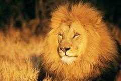¿Qué significa soñar con un león espiritualmente?