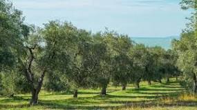 ¿Qué árbol crece más rápido para madera?