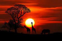 ¿Dónde son los atardeceres más hermosos?