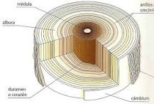 ¿Qué árboles se utilizan para sacar madera?
