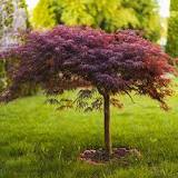 ¿Cómo identificar un árbol de arce?