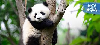 que comen los osos panda