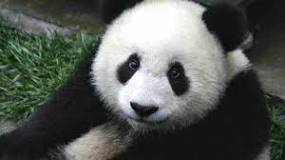 ¿Por qué causa el oso panda están en peligro de extinción?