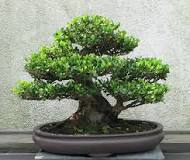 ¿Cómo se llama el árbol enano decorativo que es muy similar al verdadero?