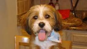 ¿Cómo se llama el perro más grande de China?