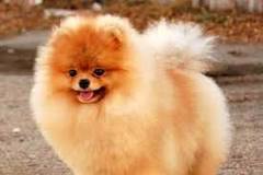 chongqing perro