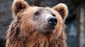 ¿Qué significa cada animal espiritualmente?