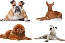 ¿Cuál es el perro más caro del mundo?