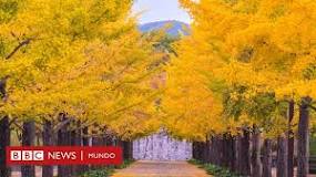 ginkgo biloba historia