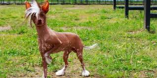 chongqing perro