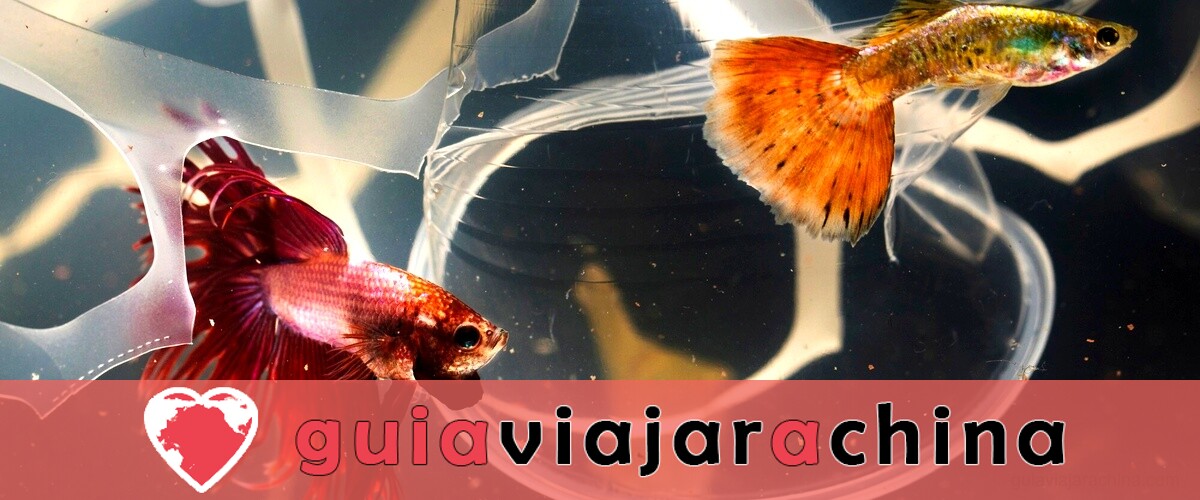 Acuario Ascendente Libra: Características y Significado 3