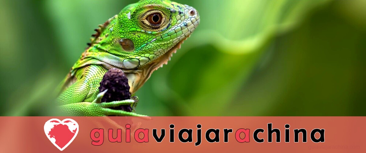 Caballo y Tigre: Compatibilidad y vínculo en la astrología china 3