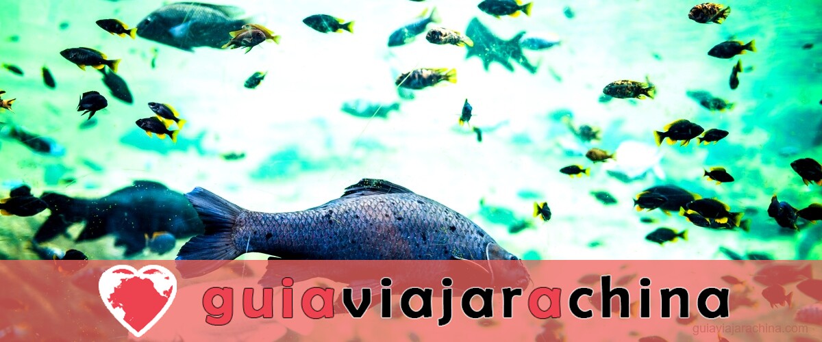 Cáncer Ascendente Acuario: Personalidad y Características 7