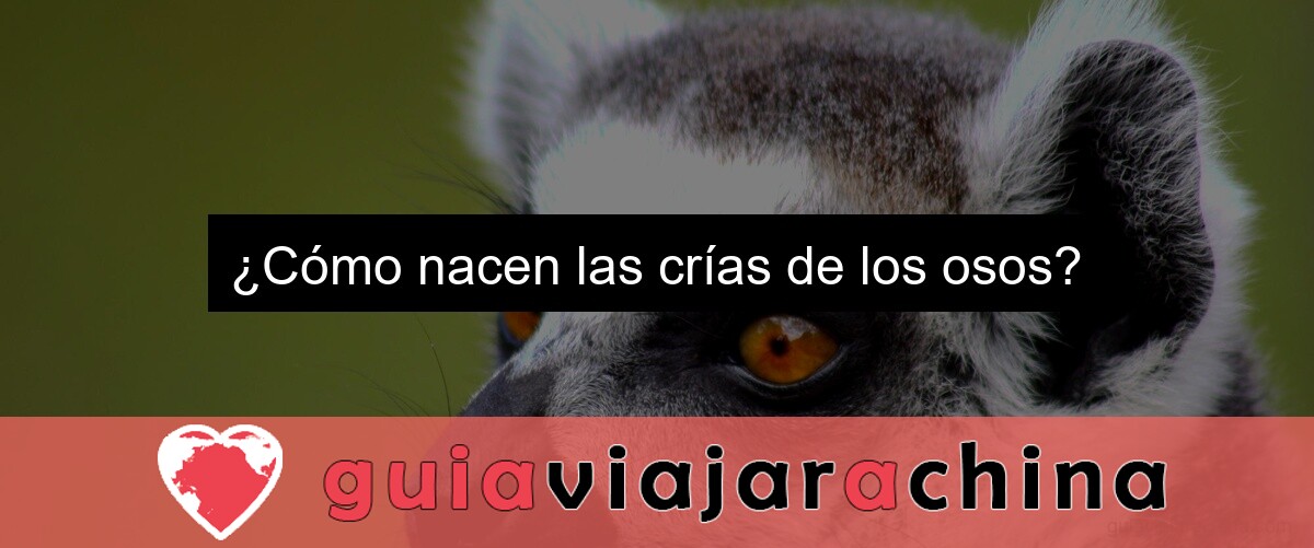 ¿Cómo nacen las crías de los osos?