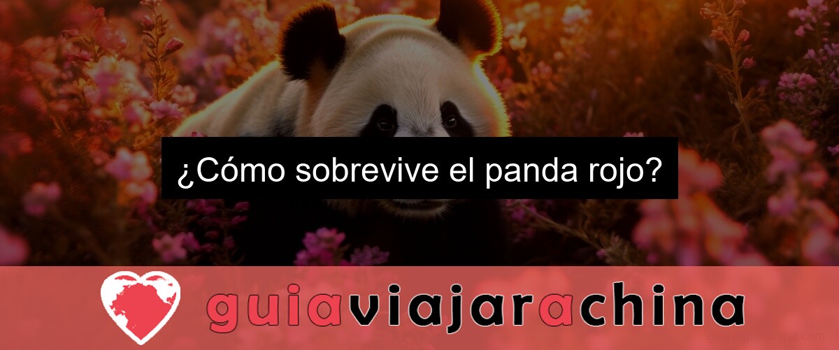 ¿Cómo sobrevive el panda rojo?