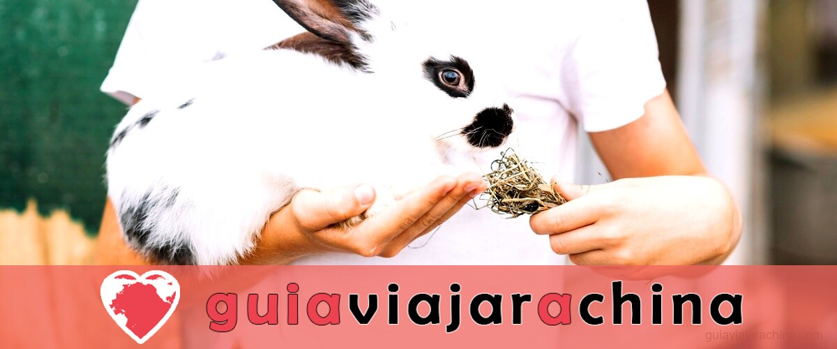 Conejo de agua 2023: predicciones para el Año Nuevo Chino 3