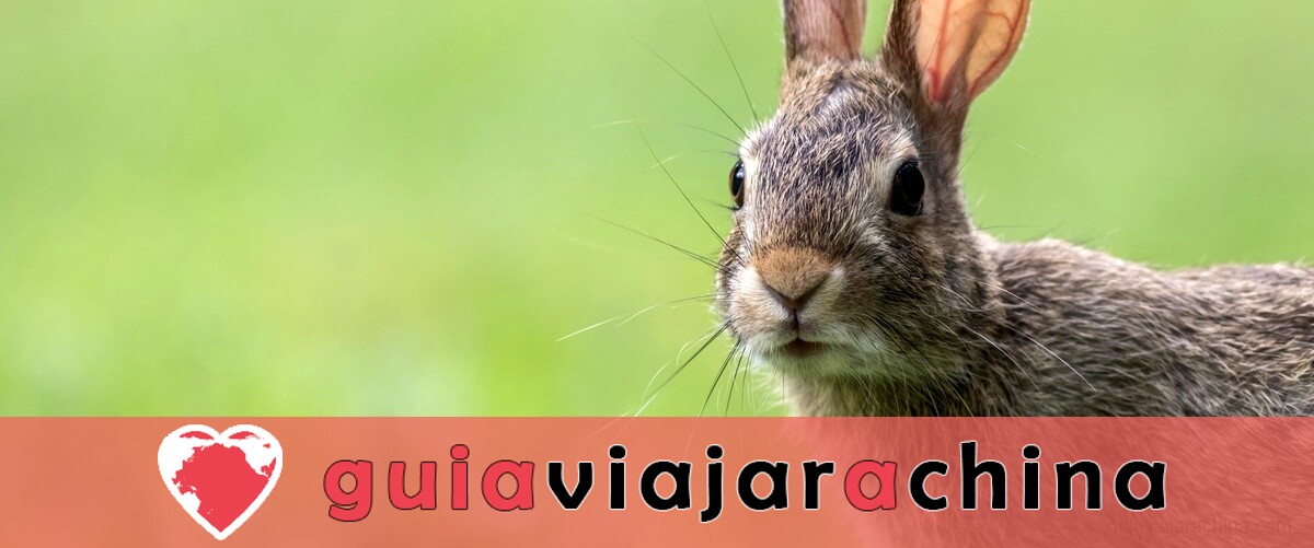 ¿Qué significa ver un conejo? - Descifrando su simbolismo 4