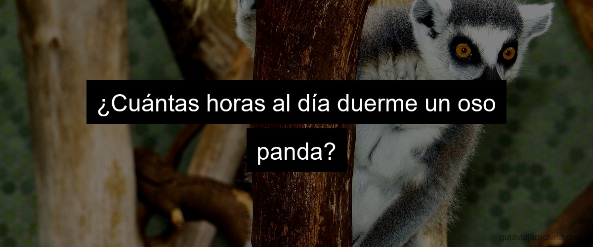 ¿Cuántas horas al día duerme un oso panda?