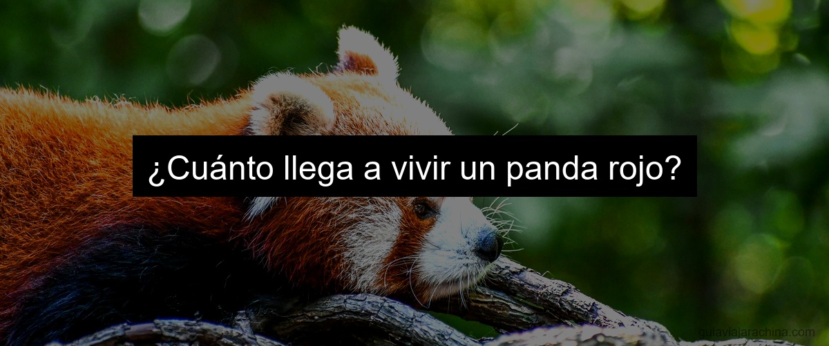 ¿Cuánto llega a vivir un panda rojo?