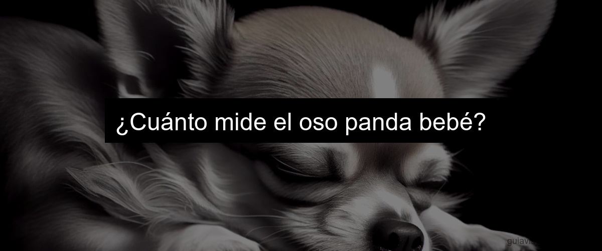 ¿Cuánto mide el oso panda bebé?