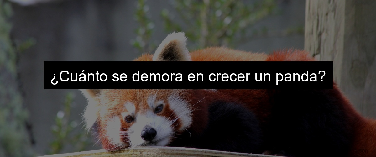 ¿Cuánto se demora en crecer un panda?