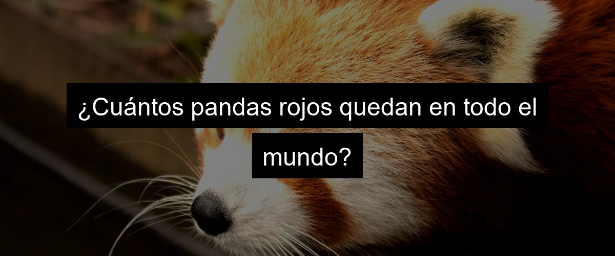 ¿Cuántos pandas rojos quedan en todo el mundo?