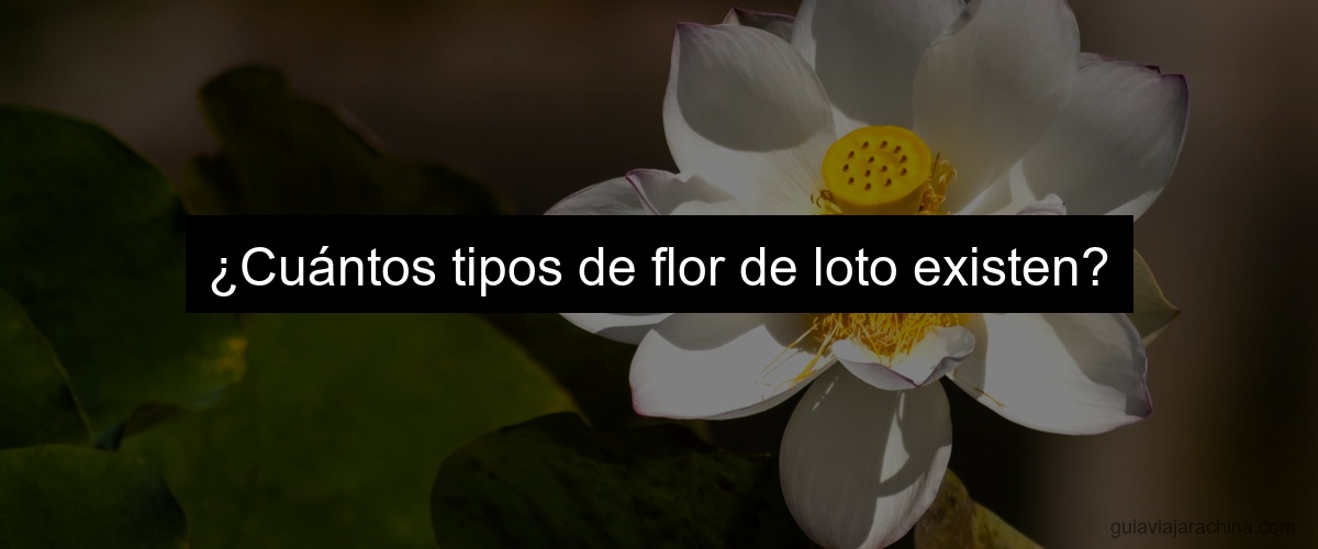 ¿Cuántos tipos de flor de loto existen?
