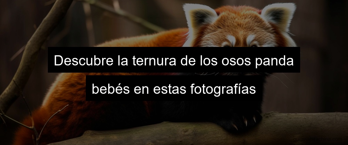 Descubre la ternura de los osos panda bebés en estas fotografías